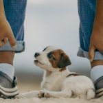 Pet Friendly Hotels In Wilmington Nc