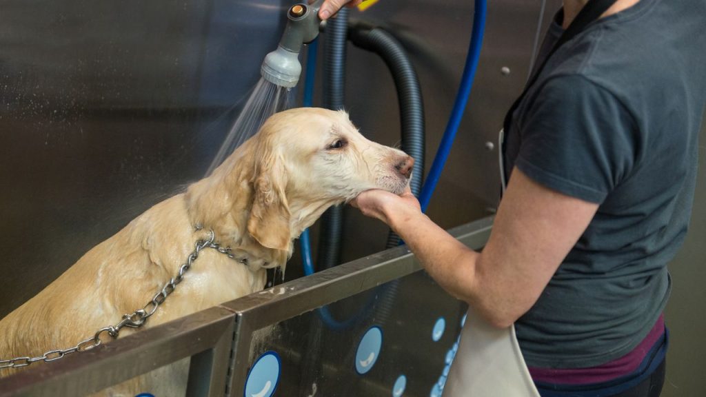 self service dog wash wilmington nc