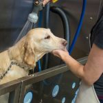 self service dog wash wilmington nc