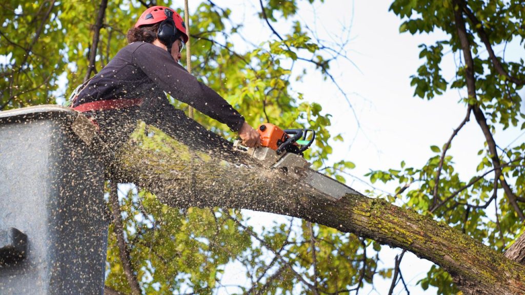 Tree Removal Service Wilmington Nc