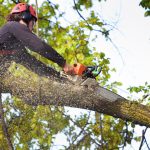 Tree Removal Service Wilmington Nc